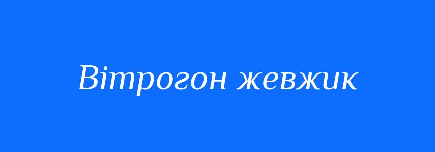 Синоніми до слова Вітрогон жевжик