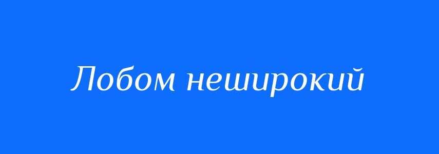 Синоніми до слова Лобом неширокий