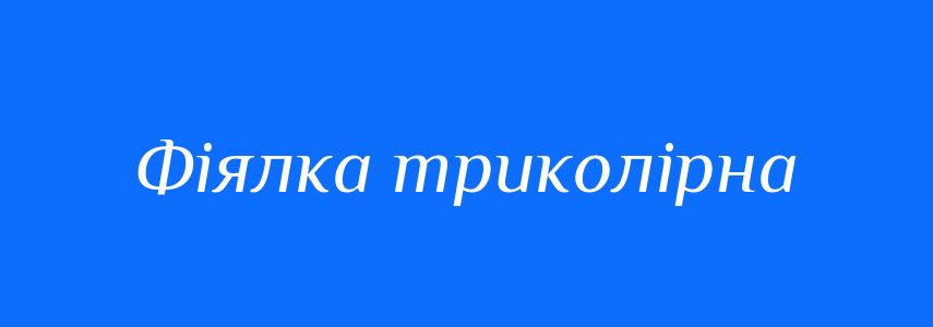 Синоніми до слова Фіялка триколірна